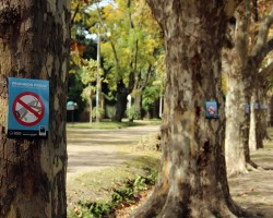 arboles corredor arboles corredor